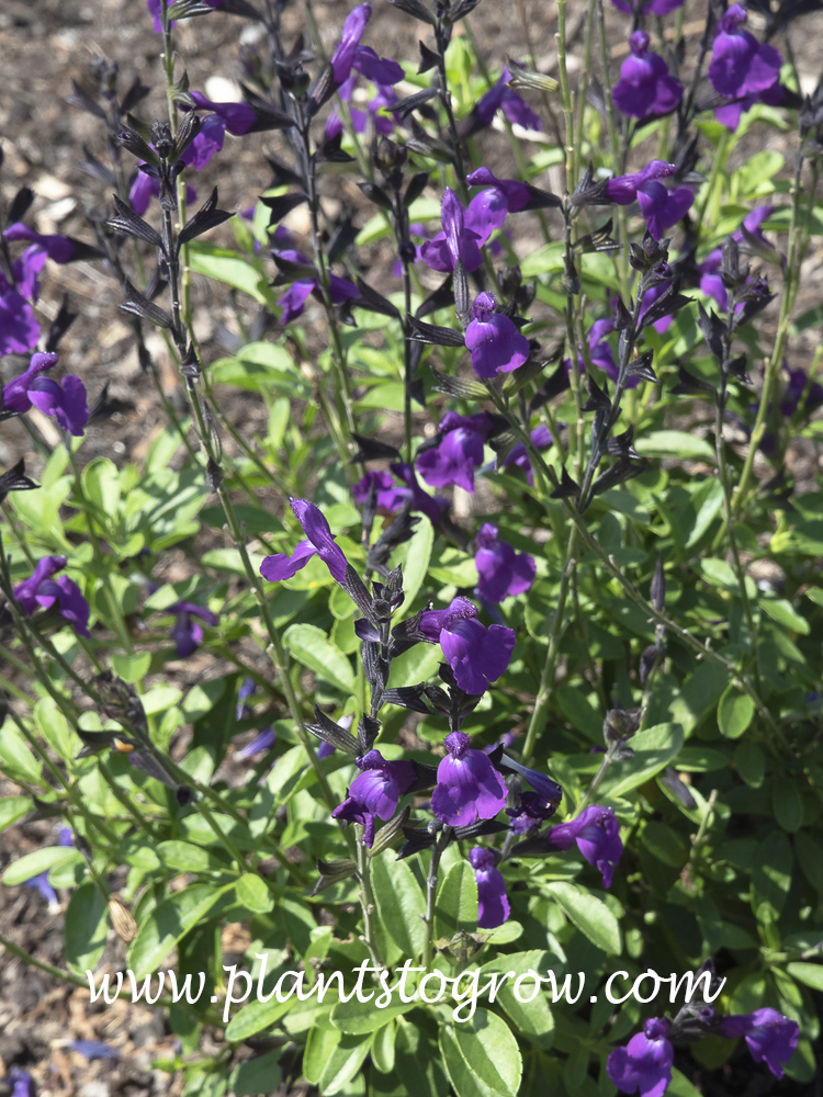 Salvia Mirage Violet (Salvia greggii)